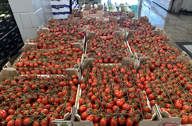 Pomodoro piccadilly - Italia - 1,00 euro al chilogrammo
